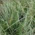 Carex Grass Plants