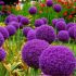 Allium Bulbs