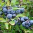 Blackthorn Hedging