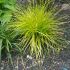 Carex Grass Plants