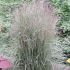 Pennisetum Grass Plants