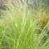 Stipa Plants