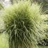 Miscanthus Plants