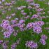 Verbena Plants