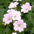 Geranium Plants