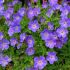 Geranium Plant