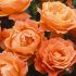Peach Coloured Rose Plant