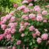 Potted Hydrangea Plant