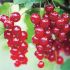 Redcurrant Canes