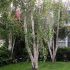 Birch Tree