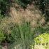 Stipa Plants