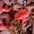 Liquidambar Tree