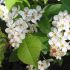 Bird Cherry Tree