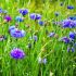 Cornflower Seeds