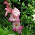 Gladioli Bulbs