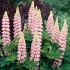 Lupin Bulbs