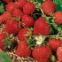 Strawberry Plants