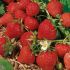 Strawberry Plants