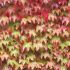 Boston Ivy Climbing Plant