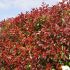 Photinia Plant