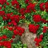Ground Cover Rose