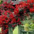 Potted Climbing Rose Plant