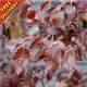 Copper Beech Hedging Plants