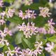Pink Star Jasmine