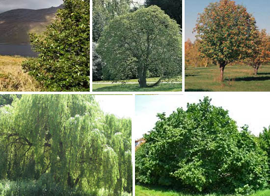 Irish Trees