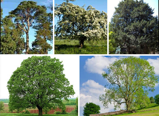 Irish Trees