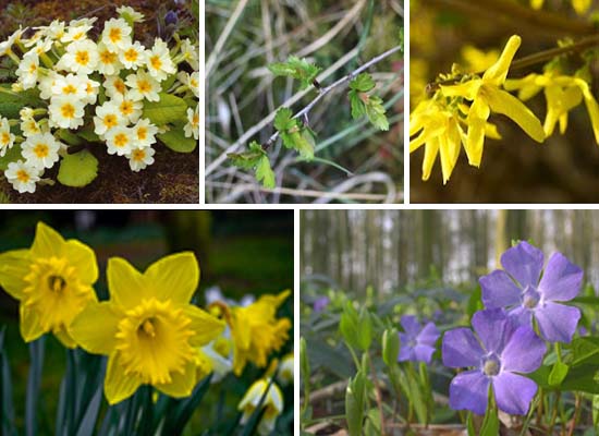 March Plants March Plants