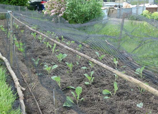 Bird Netting