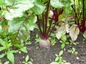 Beetroot Growing in the Ground Beetroot Growing in the Ground