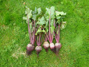 Freshly Picked Beetroot Freshly Picked Beetroot