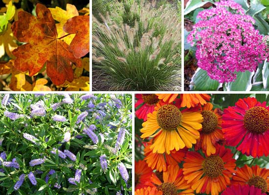 September in the Garden September in the Garden